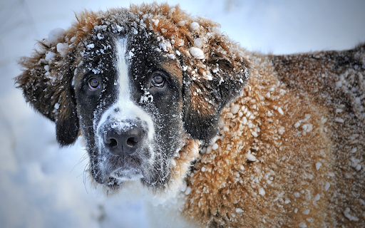 Dog walking in the snow  from Chrome web store to be run with OffiDocs Chromium online