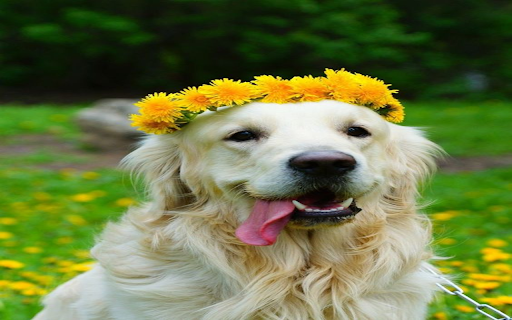 Dog wearing a wreath wallpaper  from Chrome web store to be run with OffiDocs Chromium online
