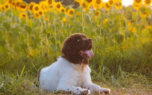 Dog with black head and white body  from Chrome web store to be run with OffiDocs Chromium online