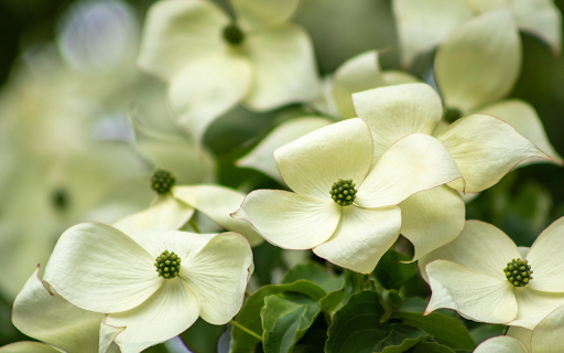 Dogwood Blossom  from Chrome web store to be run with OffiDocs Chromium online