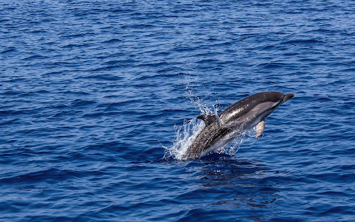 Dolphin Mid Leap in Open Ocean  from Chrome web store to be run with OffiDocs Chromium online