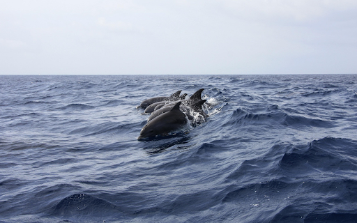 Dolphins swimming  from Chrome web store to be run with OffiDocs Chromium online