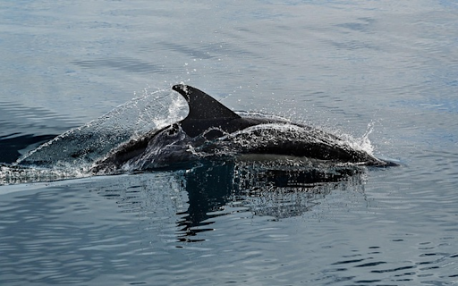 DOLPHIN THEME  from Chrome web store to be run with OffiDocs Chromium online