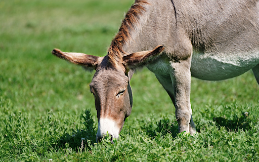 Donkey on green grass field  from Chrome web store to be run with OffiDocs Chromium online