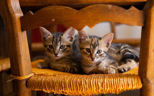 Double Cute Cat Theme  from Chrome web store to be run with OffiDocs Chromium online