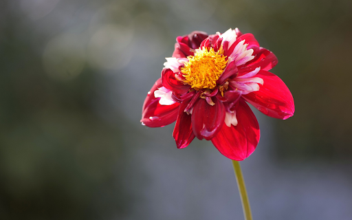 Double layered dahlias  from Chrome web store to be run with OffiDocs Chromium online
