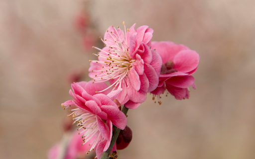 Double petal peach blossoms  from Chrome web store to be run with OffiDocs Chromium online