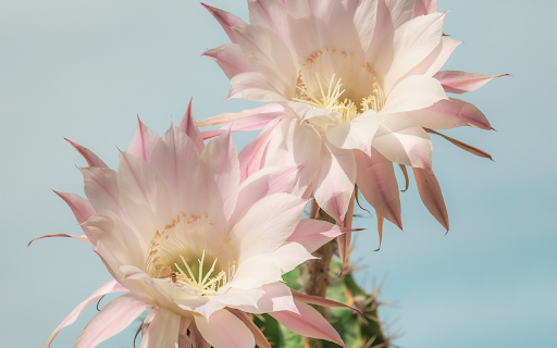 Dragon dew flower  from Chrome web store to be run with OffiDocs Chromium online