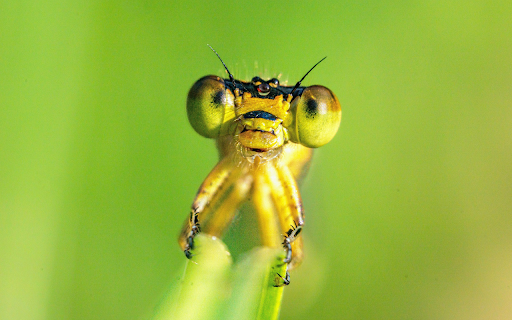 Dragonfly and big eyes  from Chrome web store to be run with OffiDocs Chromium online