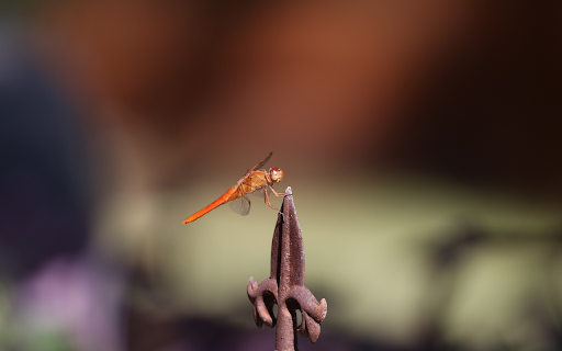 Dragonfly chilli on iron bar  from Chrome web store to be run with OffiDocs Chromium online