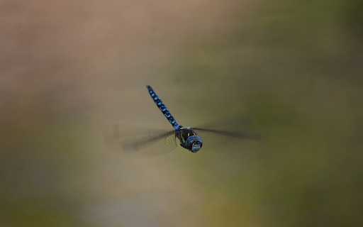 Dragonfly Flying  from Chrome web store to be run with OffiDocs Chromium online