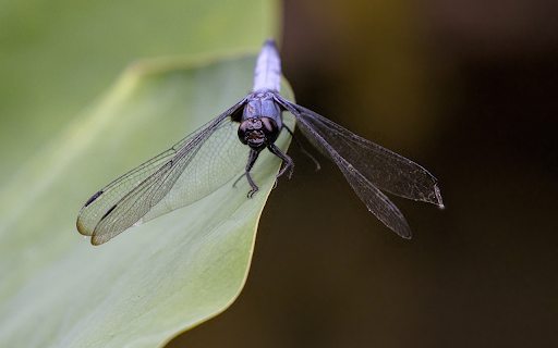 Dragonfly perched on a leaf  from Chrome web store to be run with OffiDocs Chromium online
