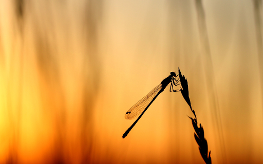 Dragonfly perched on top of tree  from Chrome web store to be run with OffiDocs Chromium online