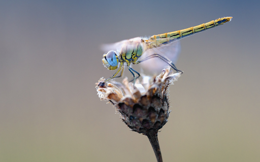 Dragonfly perches on dried flowers  from Chrome web store to be run with OffiDocs Chromium online