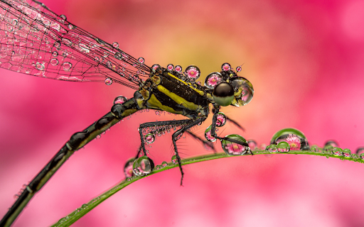 Dragonfly with Wet Wings  from Chrome web store to be run with OffiDocs Chromium online