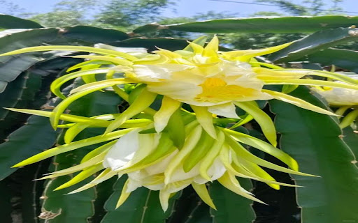 dragon fruit flower wallpaper  from Chrome web store to be run with OffiDocs Chromium online