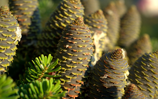 Dragon mist tree  from Chrome web store to be run with OffiDocs Chromium online