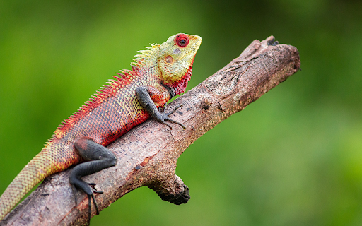 Dragon scaled reptile  from Chrome web store to be run with OffiDocs Chromium online