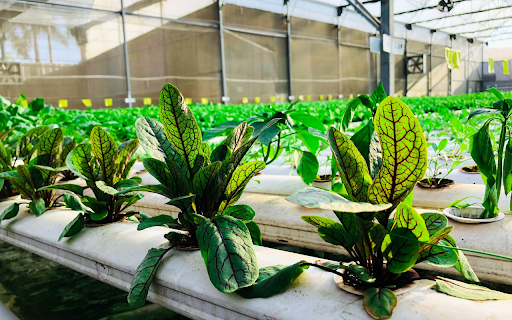 Dream vegetable garden  from Chrome web store to be run with OffiDocs Chromium online
