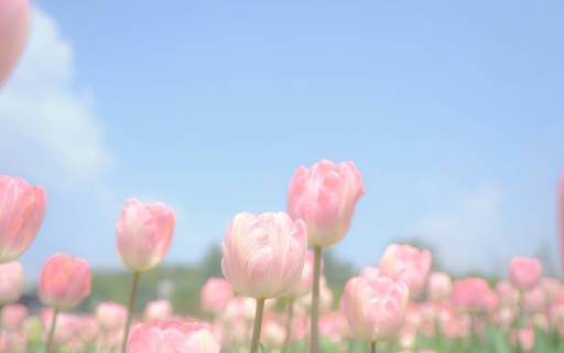 Dreamy Bloom  from Chrome web store to be run with OffiDocs Chromium online