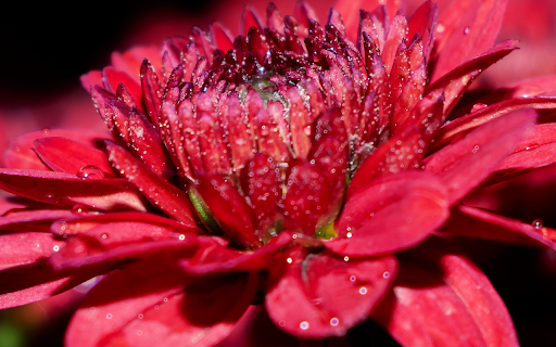 Dried dahlias  from Chrome web store to be run with OffiDocs Chromium online