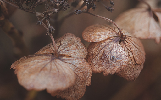 dried flower  from Chrome web store to be run with OffiDocs Chromium online