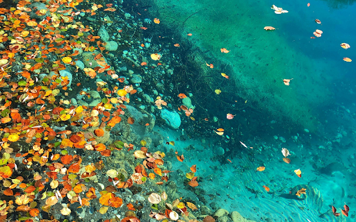 Dried Leaves near a Body of Water  from Chrome web store to be run with OffiDocs Chromium online