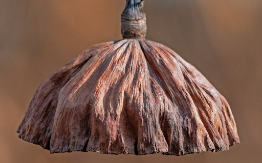 Dried lotus stem  from Chrome web store to be run with OffiDocs Chromium online