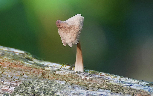 Dried mushrooms on tree trunks  from Chrome web store to be run with OffiDocs Chromium online