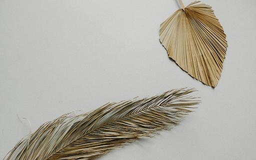 Dried Palm Leaves on a Light Grey Background  from Chrome web store to be run with OffiDocs Chromium online