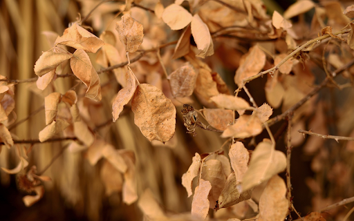 Dried persimmon tree  from Chrome web store to be run with OffiDocs Chromium online