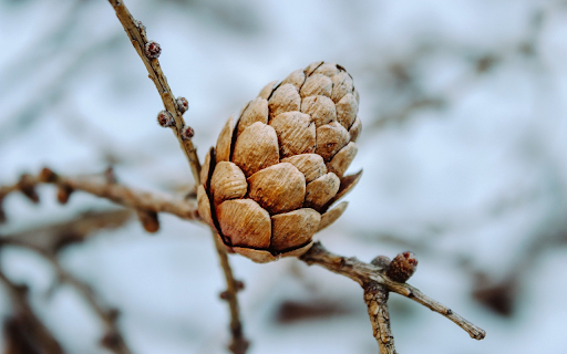 Dried pine cones on branches from Chrome web store to be run with OffiDocs Chromium online Dried pine cones on branches from Chrome web store to be run with OffiDocs Chromium online