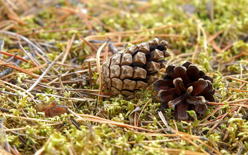 Dried pine nuts  from Chrome web store to be run with OffiDocs Chromium online