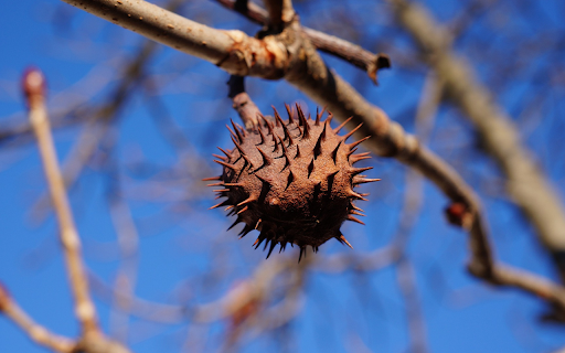 Dried ripe chestnuts  from Chrome web store to be run with OffiDocs Chromium online