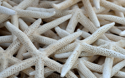 Dried starfish  from Chrome web store to be run with OffiDocs Chromium online