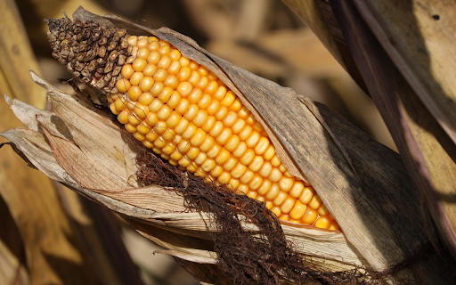 Dried yellow corn  from Chrome web store to be run with OffiDocs Chromium online