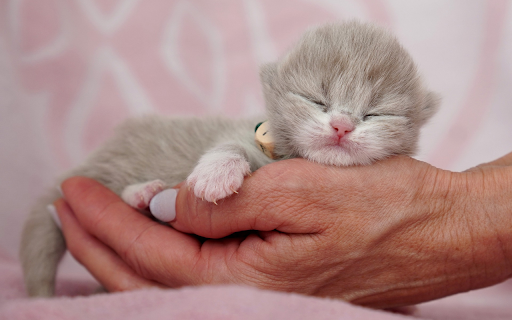 Drunk Kitten  from Chrome web store to be run with OffiDocs Chromium online