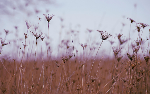dry flower field  from Chrome web store to be run with OffiDocs Chromium online