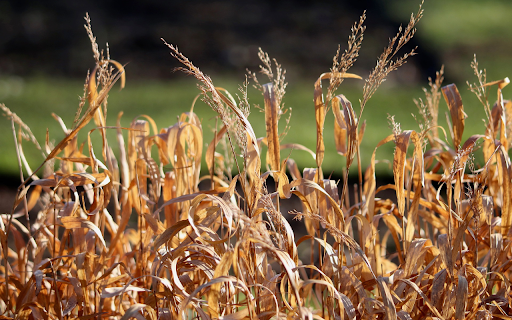 Dry Grass  from Chrome web store to be run with OffiDocs Chromium online