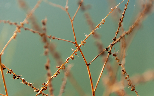 Dry grass seeds  from Chrome web store to be run with OffiDocs Chromium online