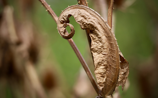 Dry hemp leaves  from Chrome web store to be run with OffiDocs Chromium online