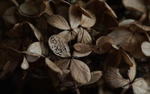Dry leaves  from Chrome web store to be run with OffiDocs Chromium online