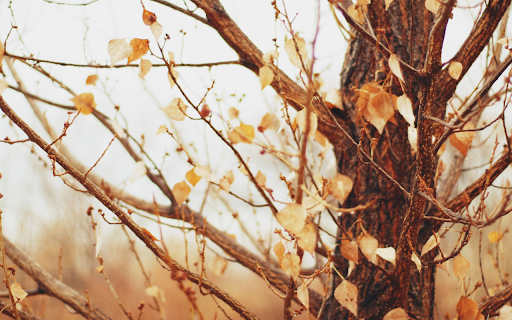 Dry Leaves on Winter Branches  from Chrome web store to be run with OffiDocs Chromium online