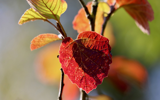 Dry season branches and leaves  from Chrome web store to be run with OffiDocs Chromium online