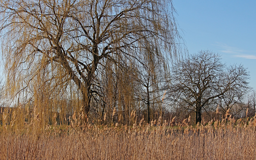 Dry season forest  from Chrome web store to be run with OffiDocs Chromium online