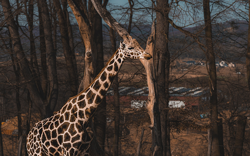 dry season forest and giraffe  from Chrome web store to be run with OffiDocs Chromium online