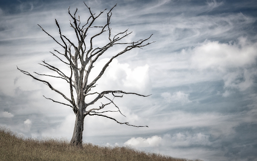 Dry tree  from Chrome web store to be run with OffiDocs Chromium online