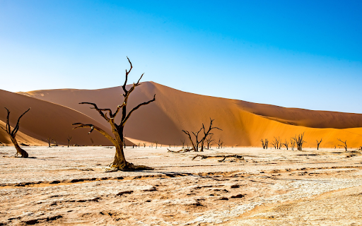 Dry tree in the desert  from Chrome web store to be run with OffiDocs Chromium online