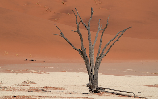 Dry trees and desert  from Chrome web store to be run with OffiDocs Chromium online