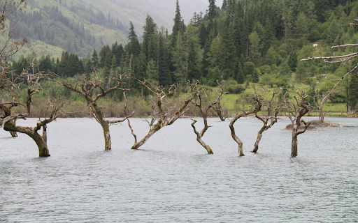Dry trees are flooded  from Chrome web store to be run with OffiDocs Chromium online